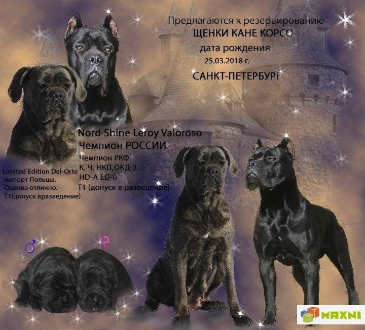Кане корсо собака. описание, особенности, уход и цена кане корсо