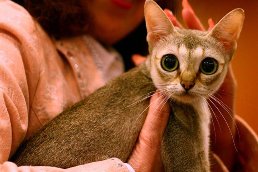 9 пород мини кошек: самые маленькие породы кошек в мире