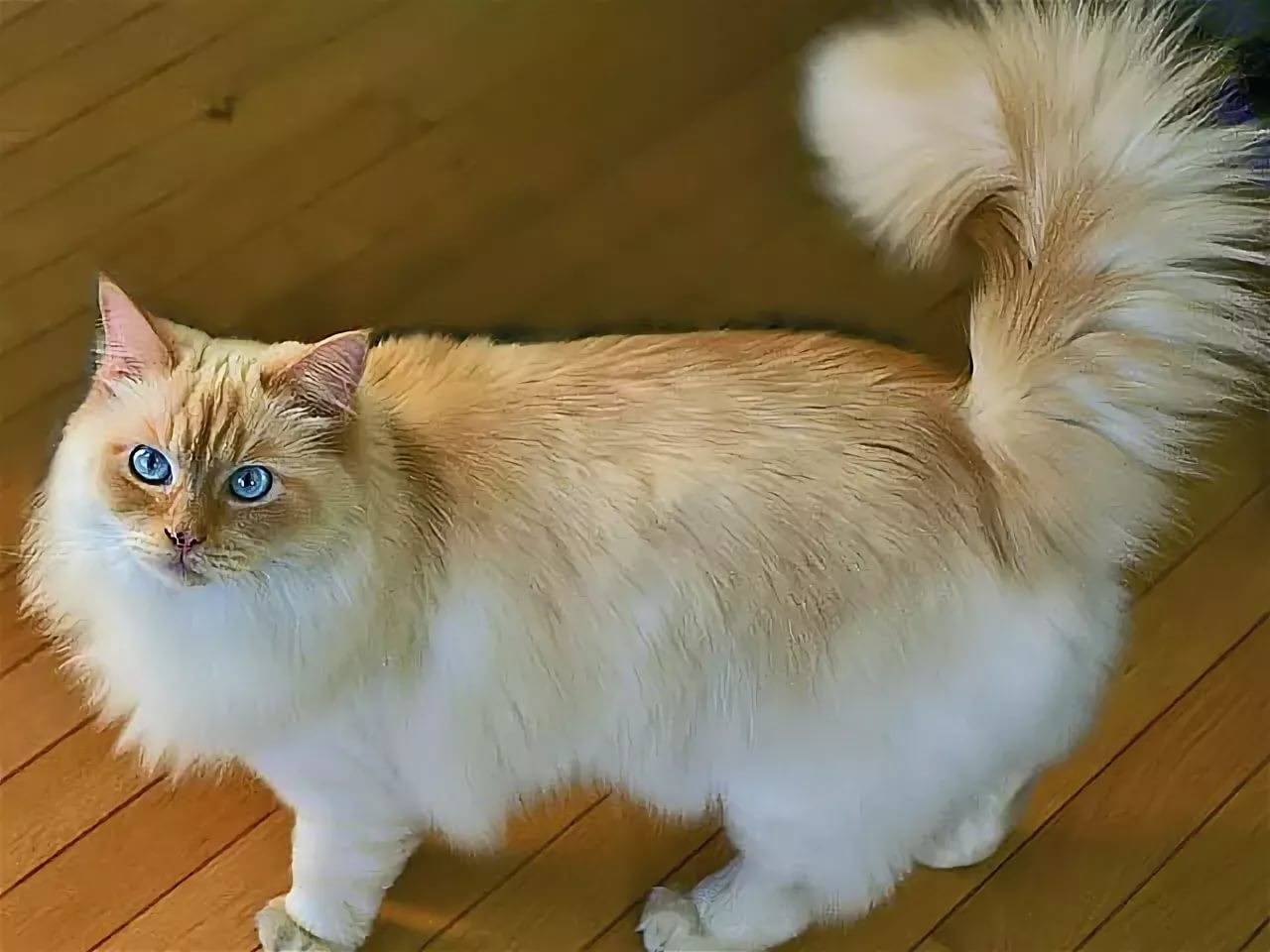 Порода кошек рагамаффин