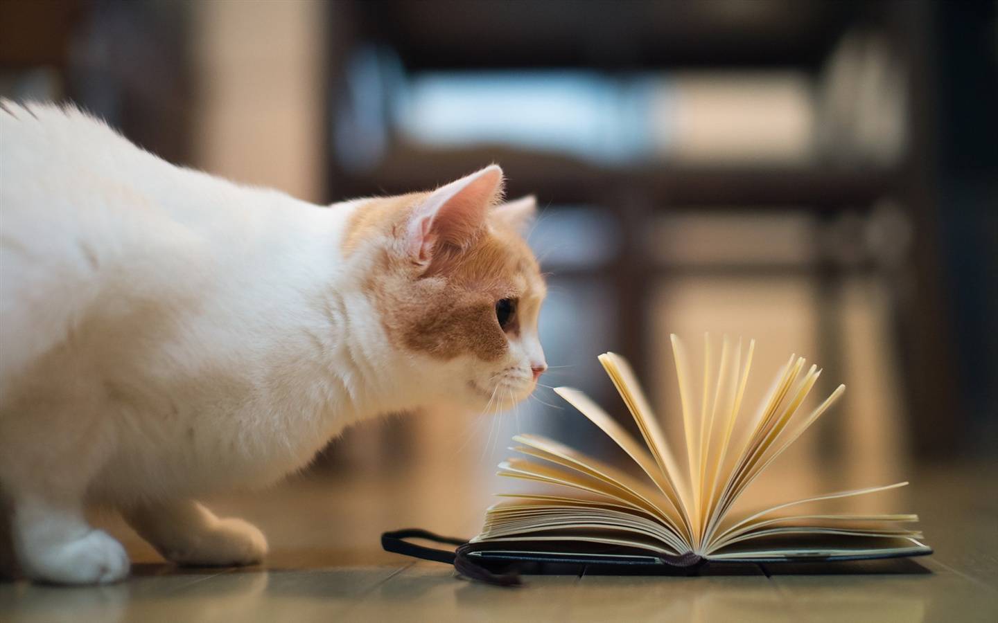 10 самых умных пород кошек с фото