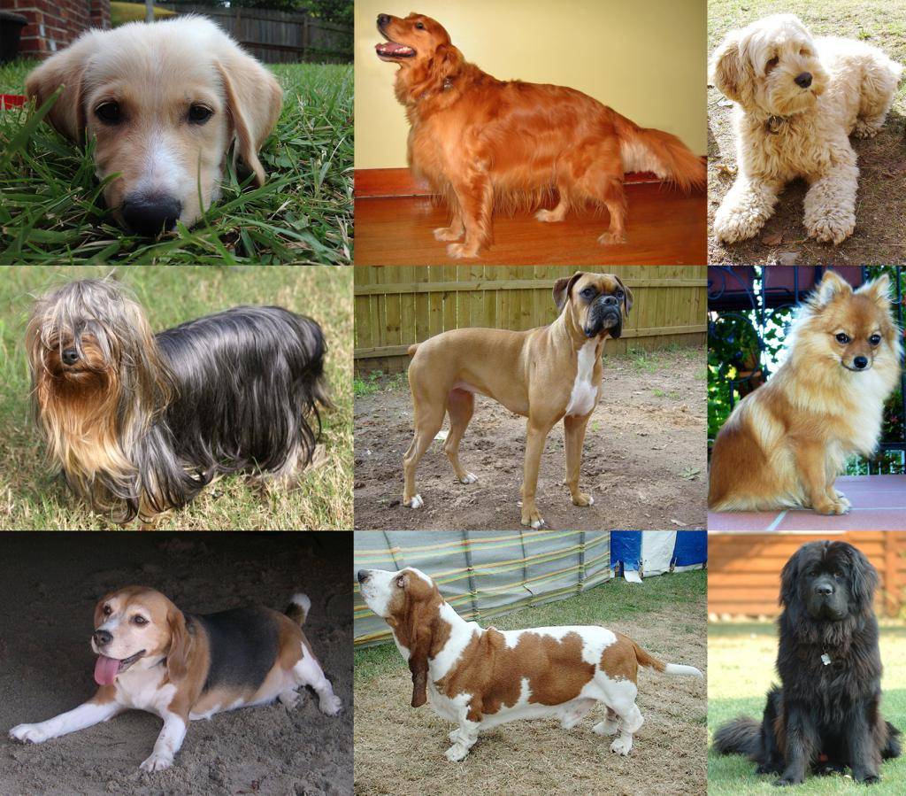 Какую породу собаки выбрать