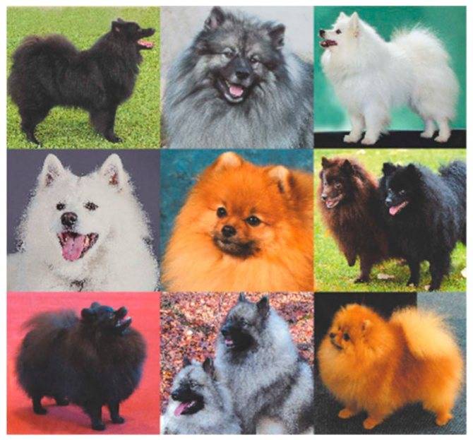 Немецкие шпицы: фото и видео породы собак, описание стандарта малых, средних и больших шпицев