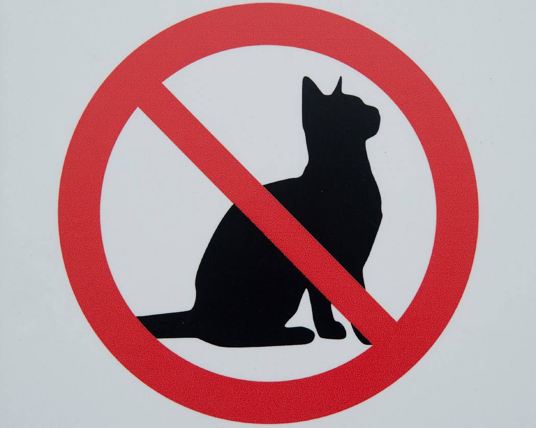 13 вещей, которые нельзя делать с кошкой