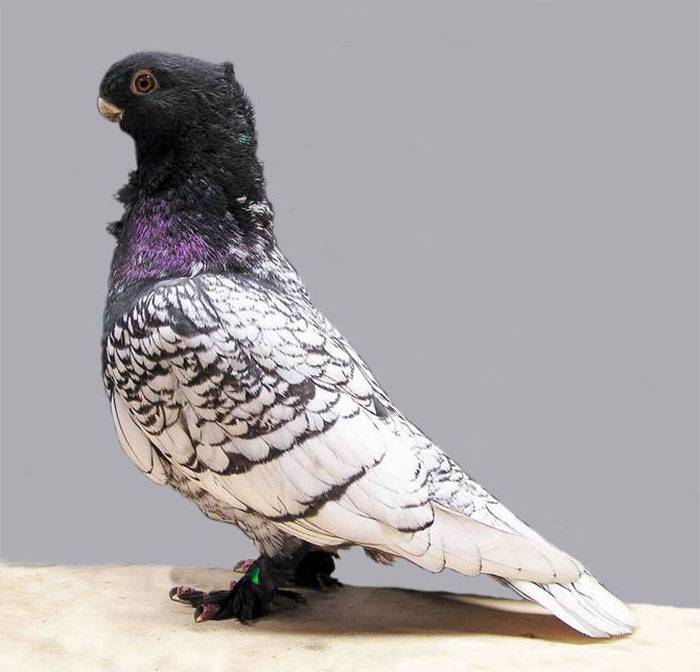 Топ-10 декоративных пород голубей с фотографиями и названиями
