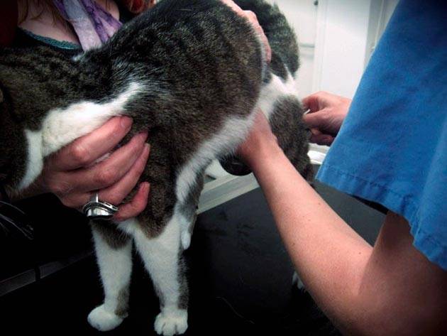 Идиопатический цистит у кошек - лечение и симптомы