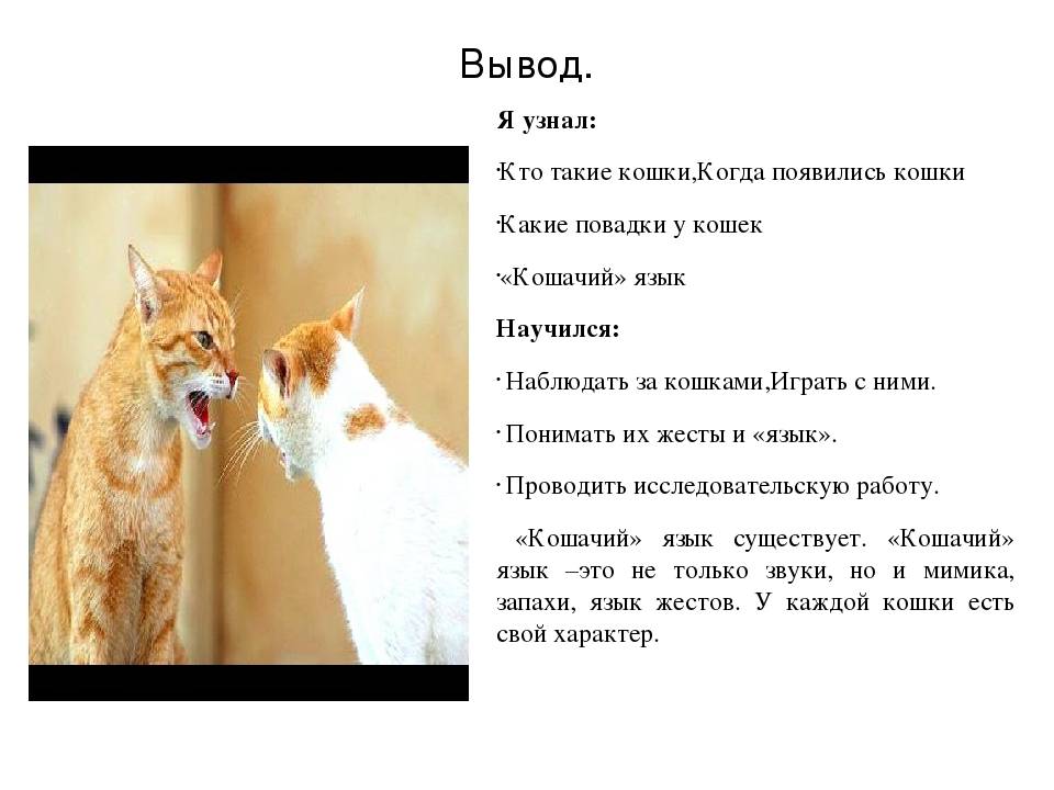 Как кошка манипулирует человеком? - gafki.ru