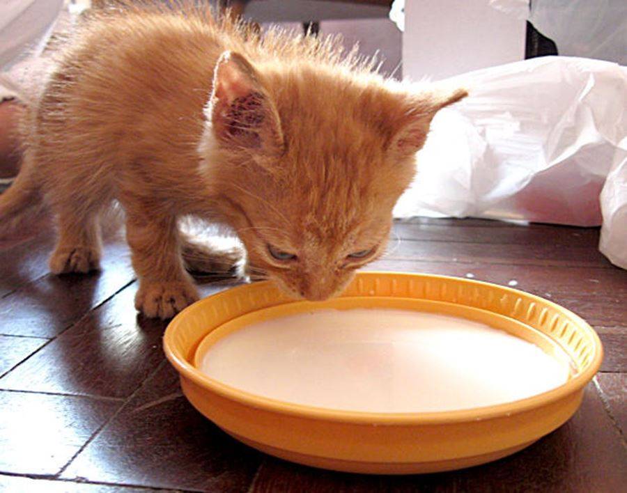 Почему кошки закапывают еду — рядом с миской и что это значит