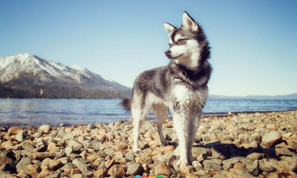 Аляскинский кли кай собака. описание, уход и цена породы аляскинский кли-кай