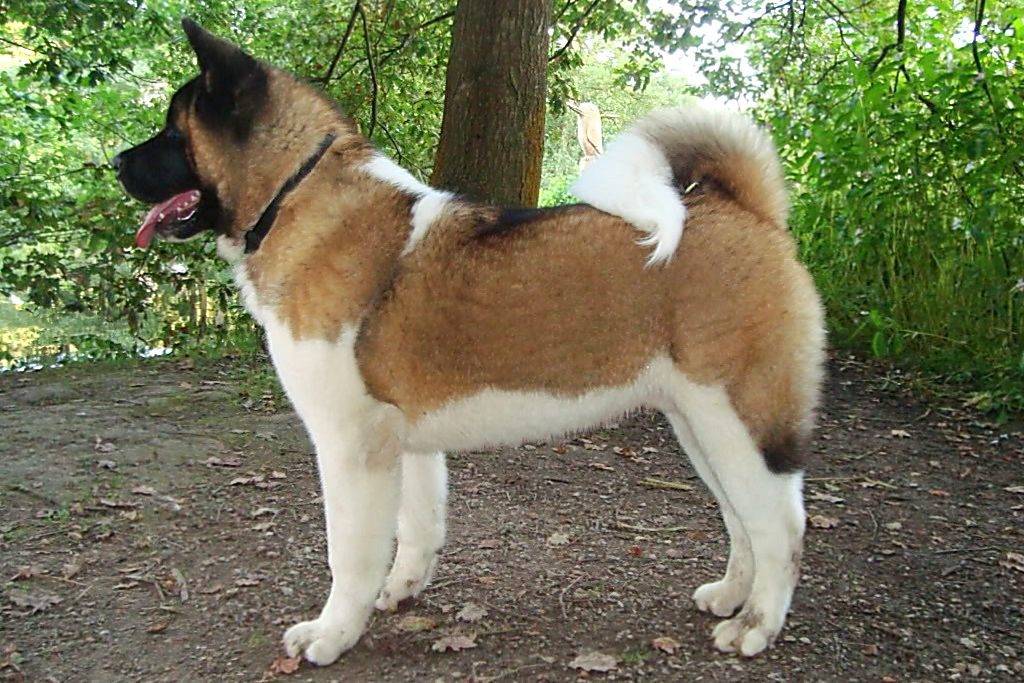 Американская акита (акита матаги или большая японская собака)
