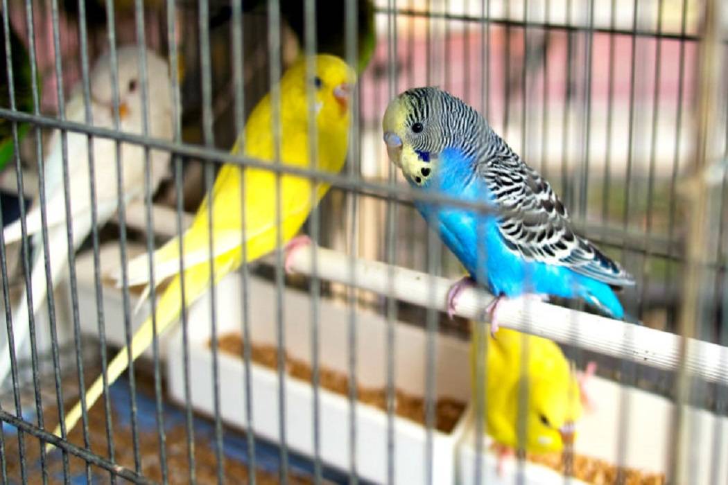 Не только попугайчики и канарейки: каких птиц держат дома | gafki.ru | яндекс дзен