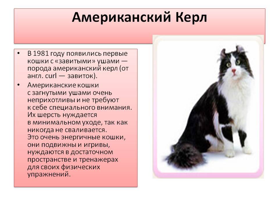 Американский кёрл (american curl) кошка: подробное описание, фото, купить, видео, цена, содержание дома