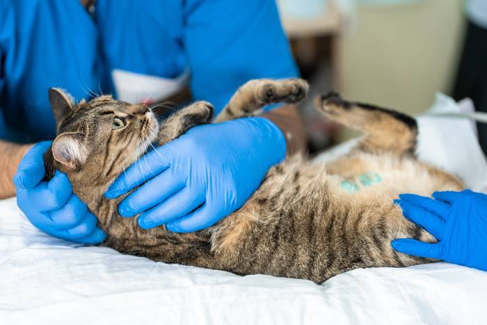 Как усыпить кошку: методика проведения процедуры, как усыпляют в ветклинике