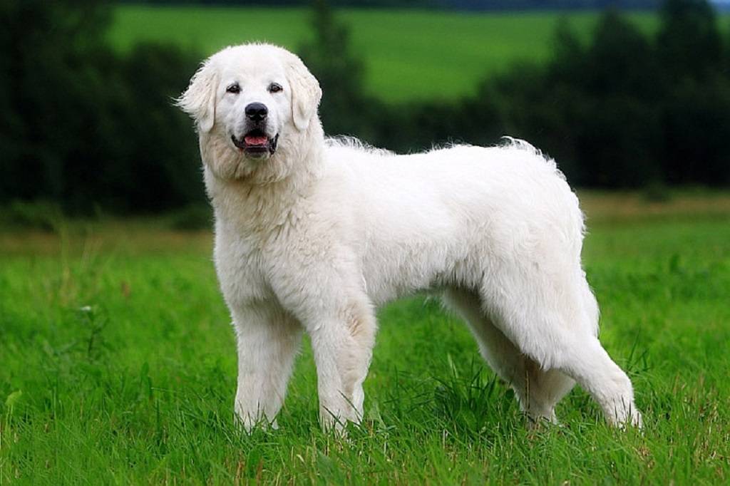 Польская подгалянская овчарка: описание породы собак