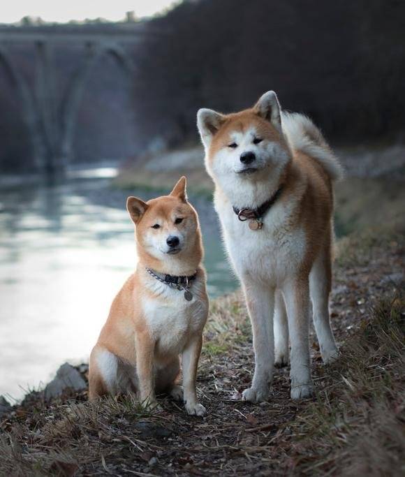 Акита-ину и сиба-ину отличия двух пород собак, различия внешнего вида, характера, ухода, стоимость