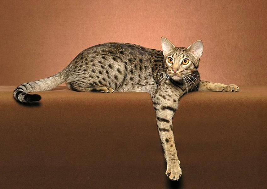 Особенности и описание породы кошек оцикет