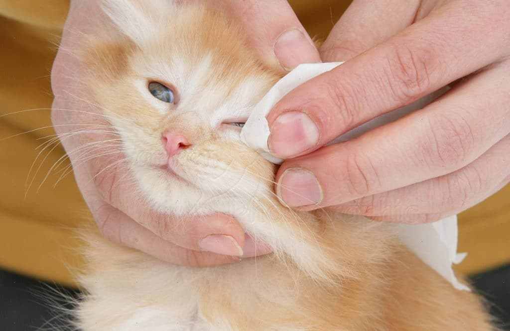У котенка гноятся глаза: чем лечить в домашних условиях