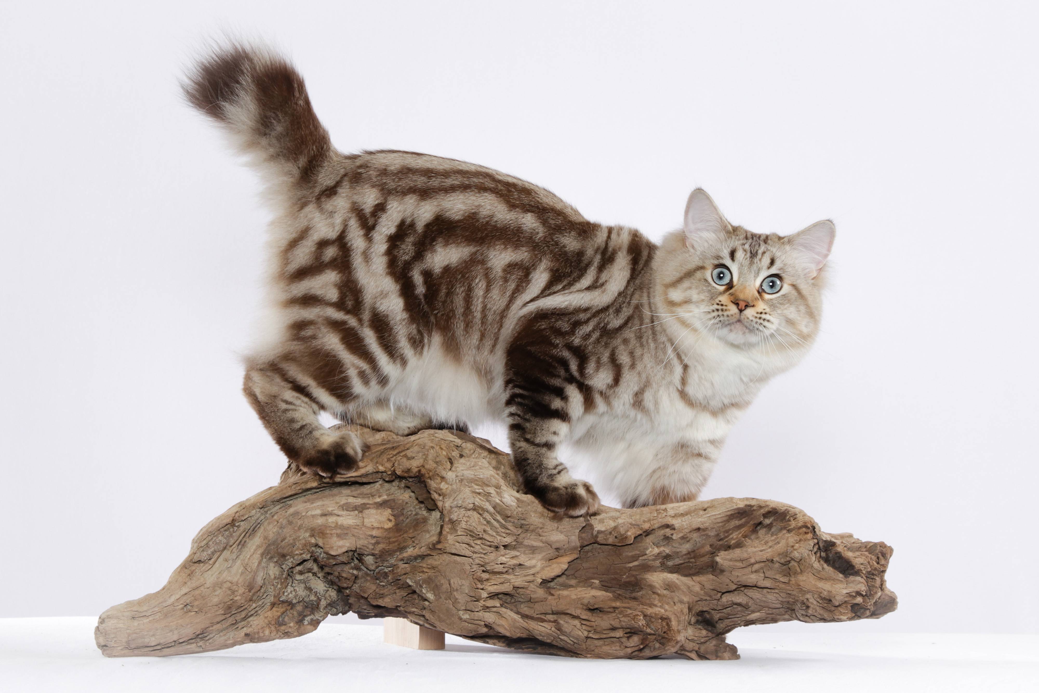 Курильский бобтейл: фото, описание породы, характер и поведение кошки, отзывы хозяев кота, выбор котенка