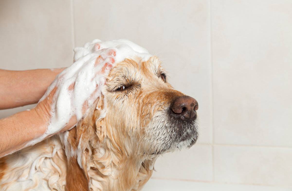 Как избавиться от запаха собачьей мочи в квартире: проверенные способы