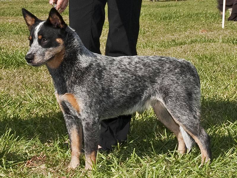 Характеристика собак породы австралийский хилер с отзывами и фото