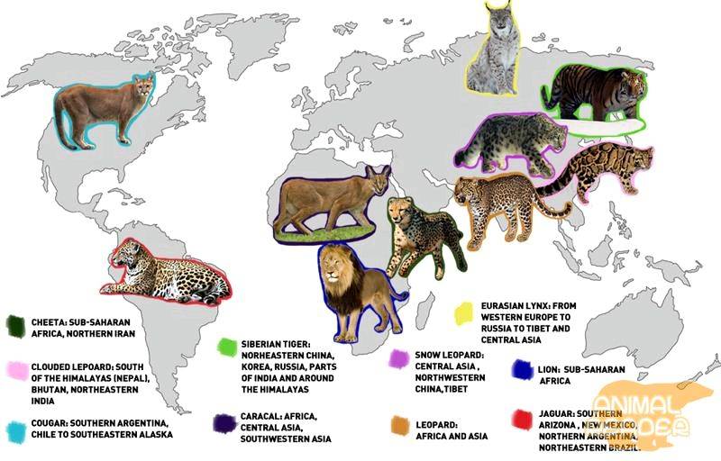 Пампасская кошка: описание, характер, среда обитания и образ жизни, фото