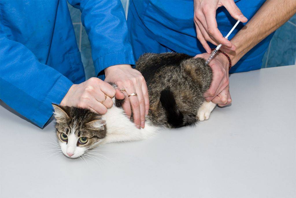 Как помочь коту в стрессе | блог ветклиники "беланта"