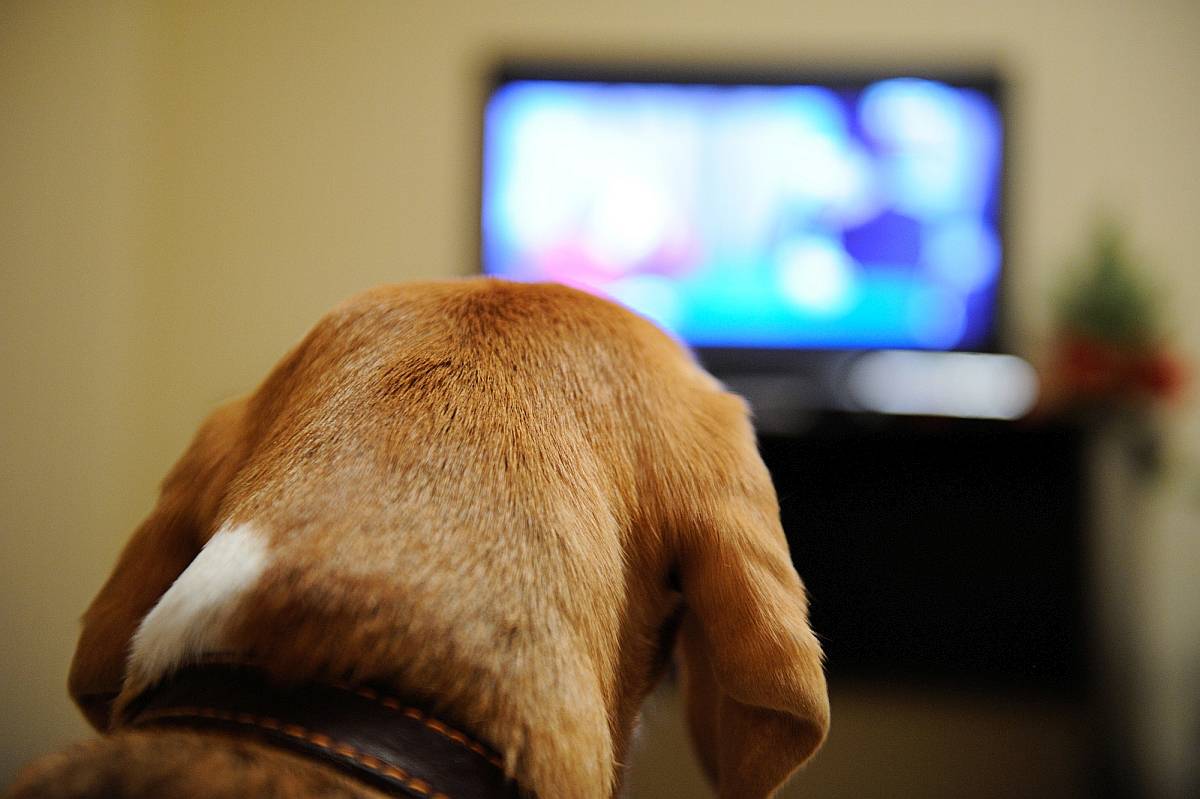 Что видят домашние животные, когда смотрят телевизор? | no secret!