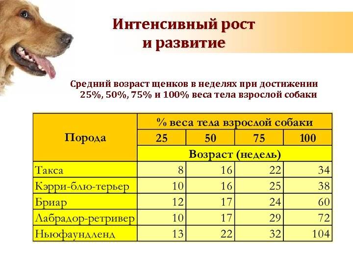 Сколько живут собаки в домашних условиях - средняя продолжительность жизни и породы долгожители