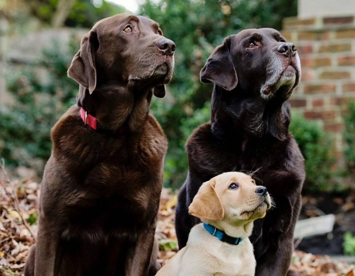 Самые умные породы собак (58 фото): рейтинг преданных и добрых маленьких, средних и больших собак с высоким интеллектом. классификация по стенли корену