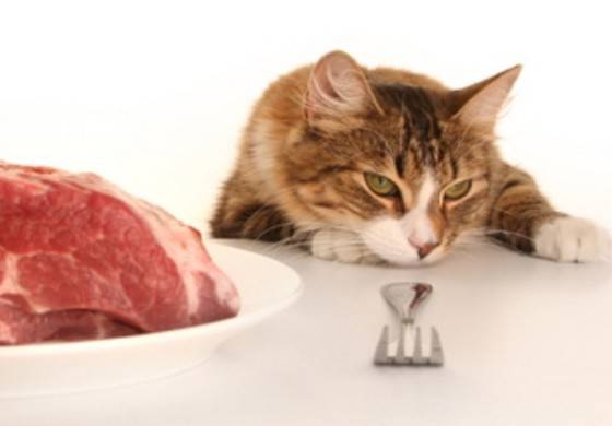 Что делать, если кошка стала плохо есть?
