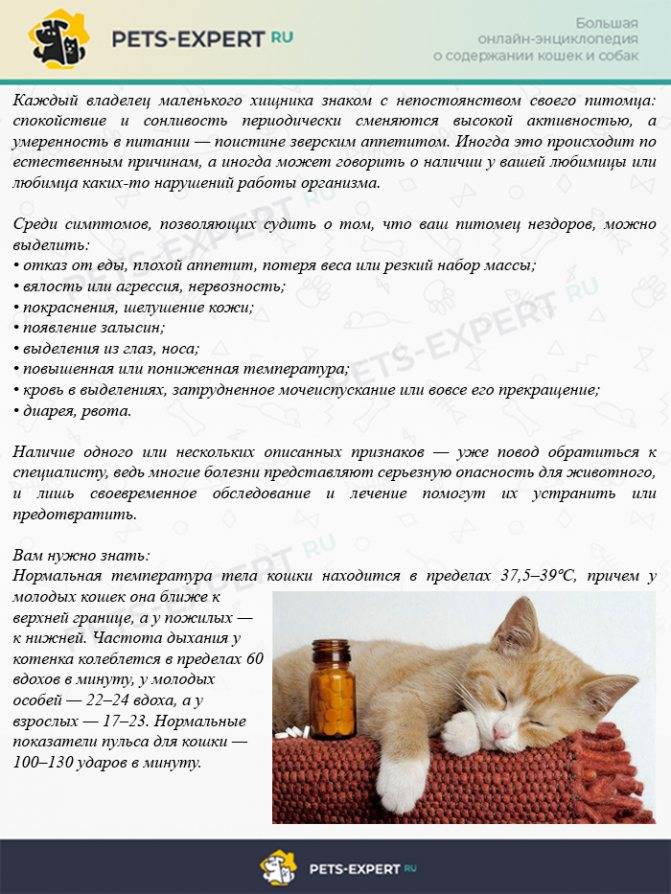 Стресс у кошек и котов  причины и лечение