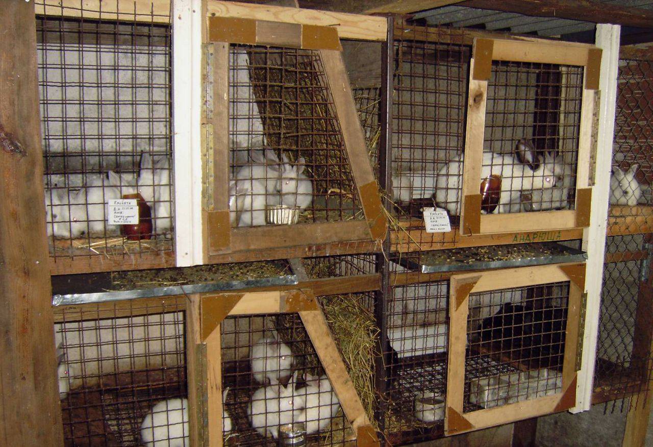 Кролики: современное разведение, выращивание и кормление | cельхозпортал