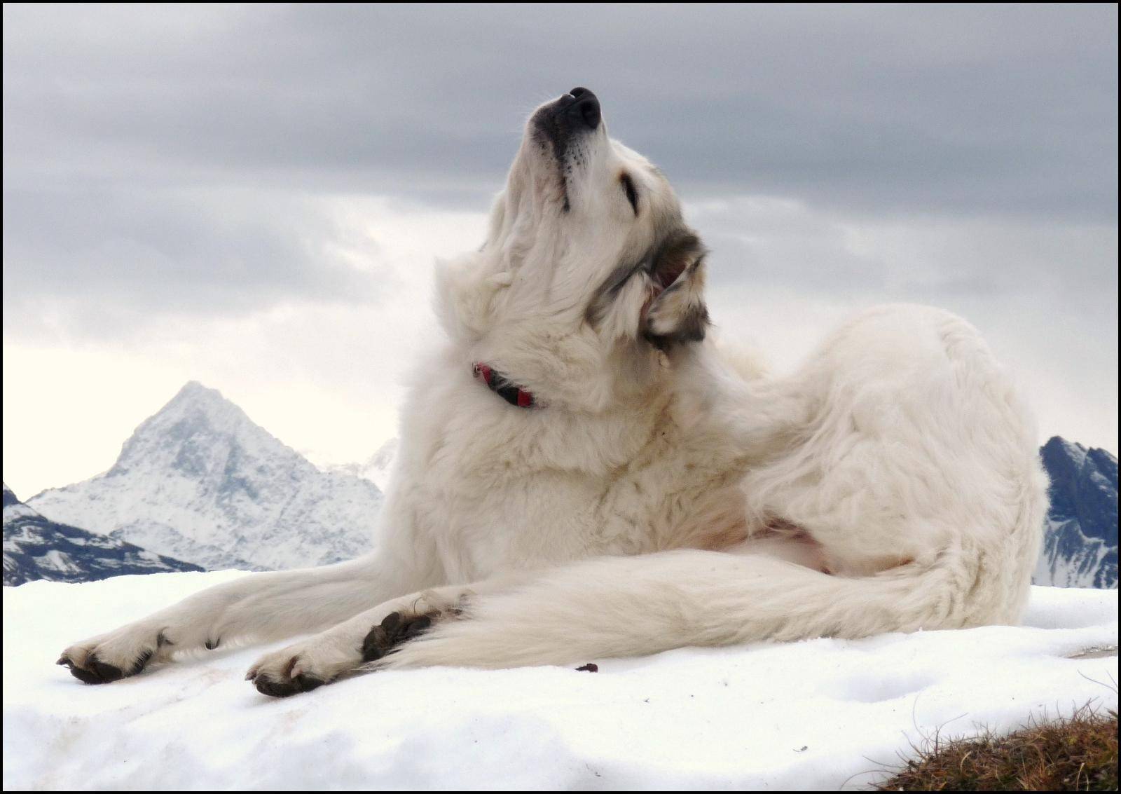 Канадская эскимосская собака — википедия