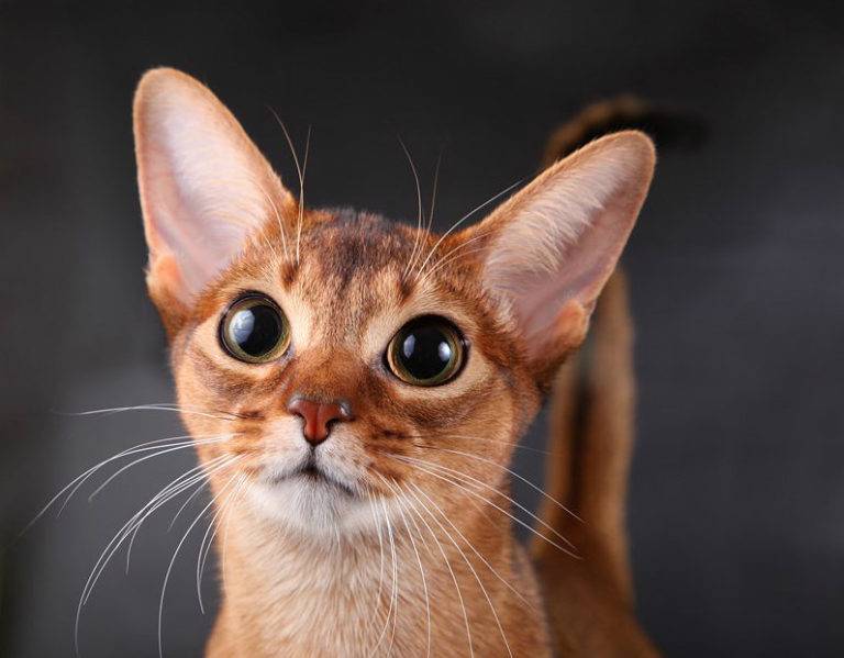 Породы кошек с большими глазами (31 фото): описание коротколапых породистых котов и других красивых пород. как выбрать котенка?
