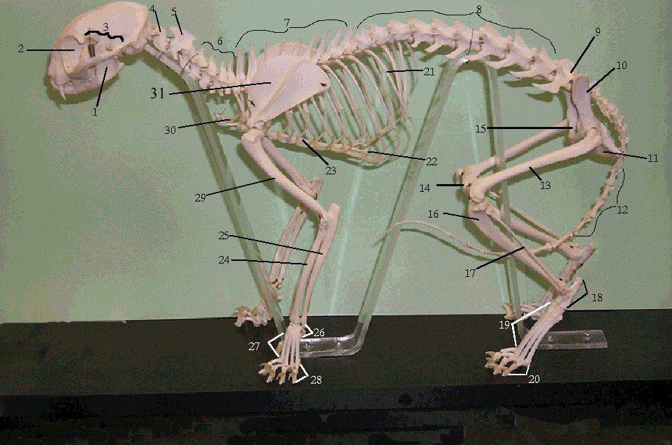 Особенности строения кошачьего скелета