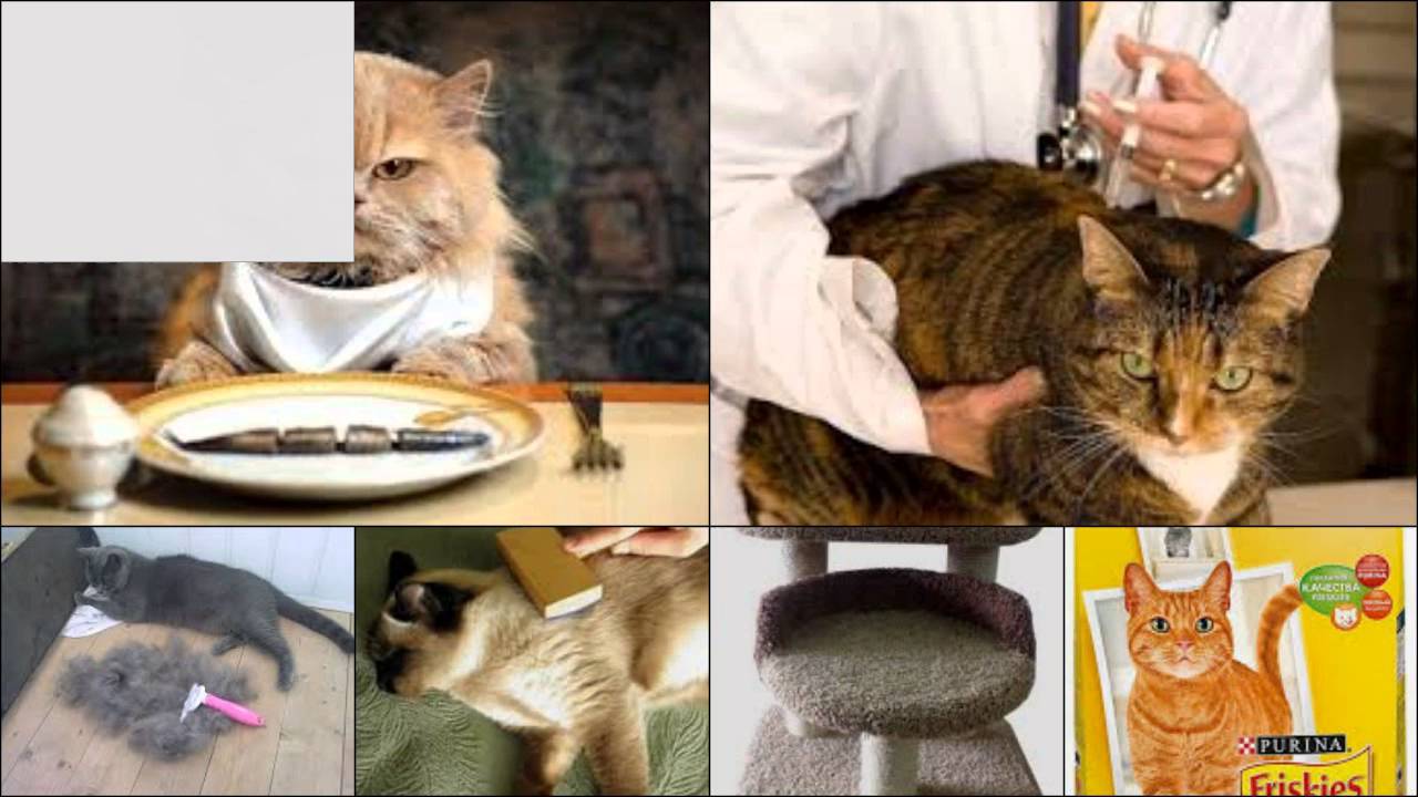Почему кошку рвет желтой или белой жидкостью после еды
