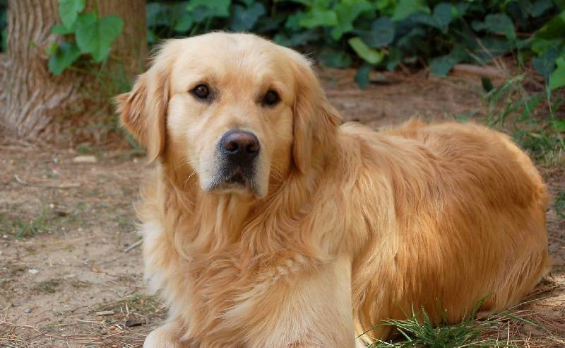 Золотистый ретривер (голден): описание породы с фото, характер собаки, щенки, окрас, особенности