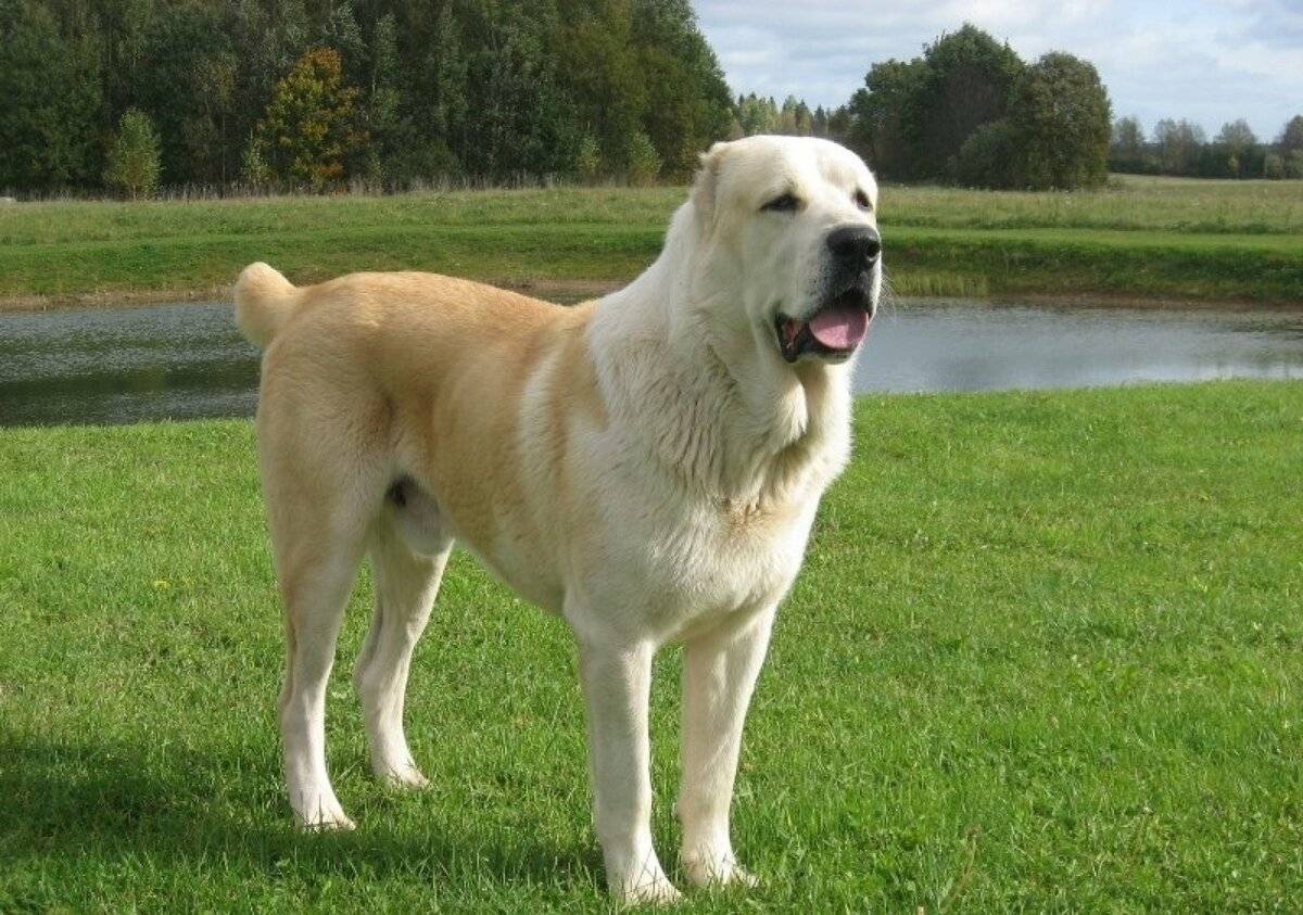 Алабай (среднеазиатская овчарка): порода собак
