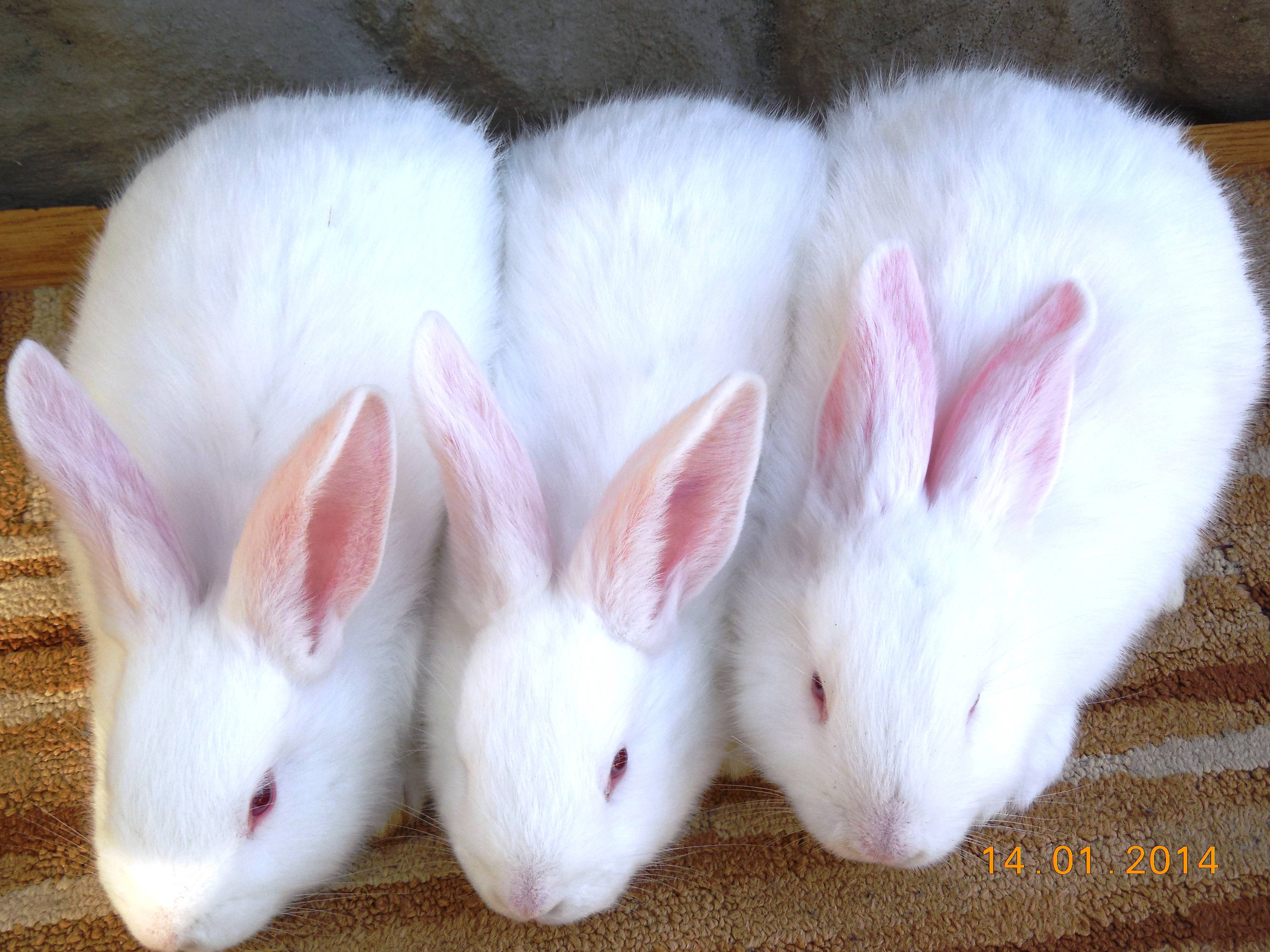 Кролик белый паннон: описание породы, продуктивность и уход