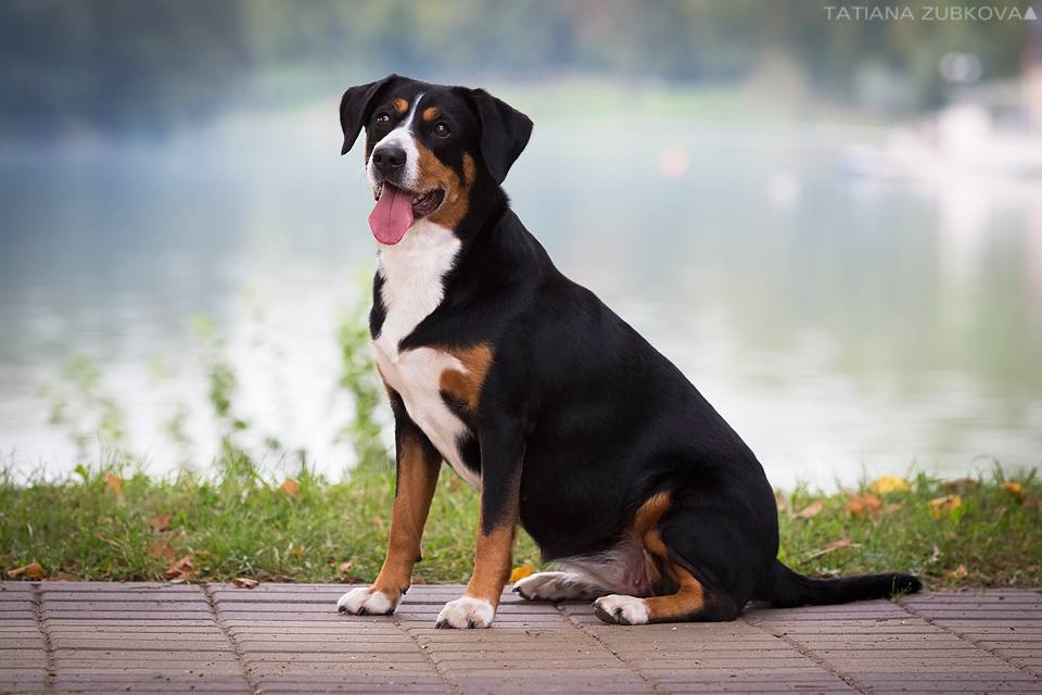 Энтлебухер зенненхунд – фото собаки, описание породы, цена щенков