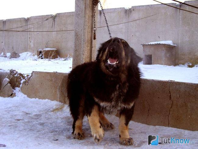 Бурят-монгольский волкодав: описание породы, фото
