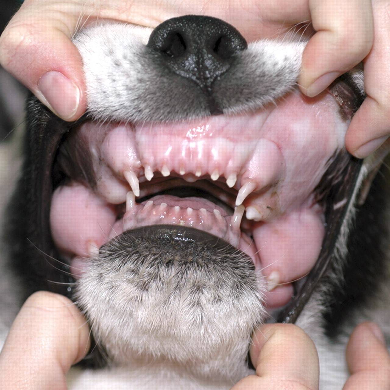 Болезни зубов у кошек - симптомы и лечение