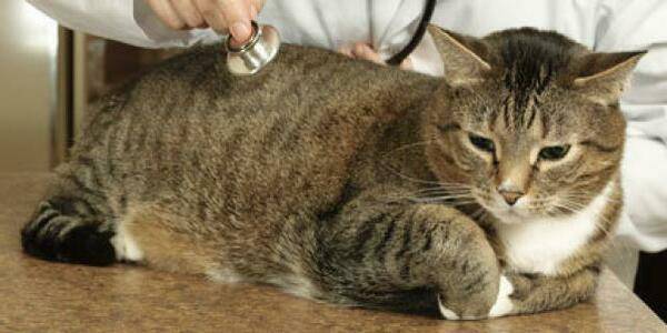 Респираторные болезни кошек — симптомы, диагностика и лечение