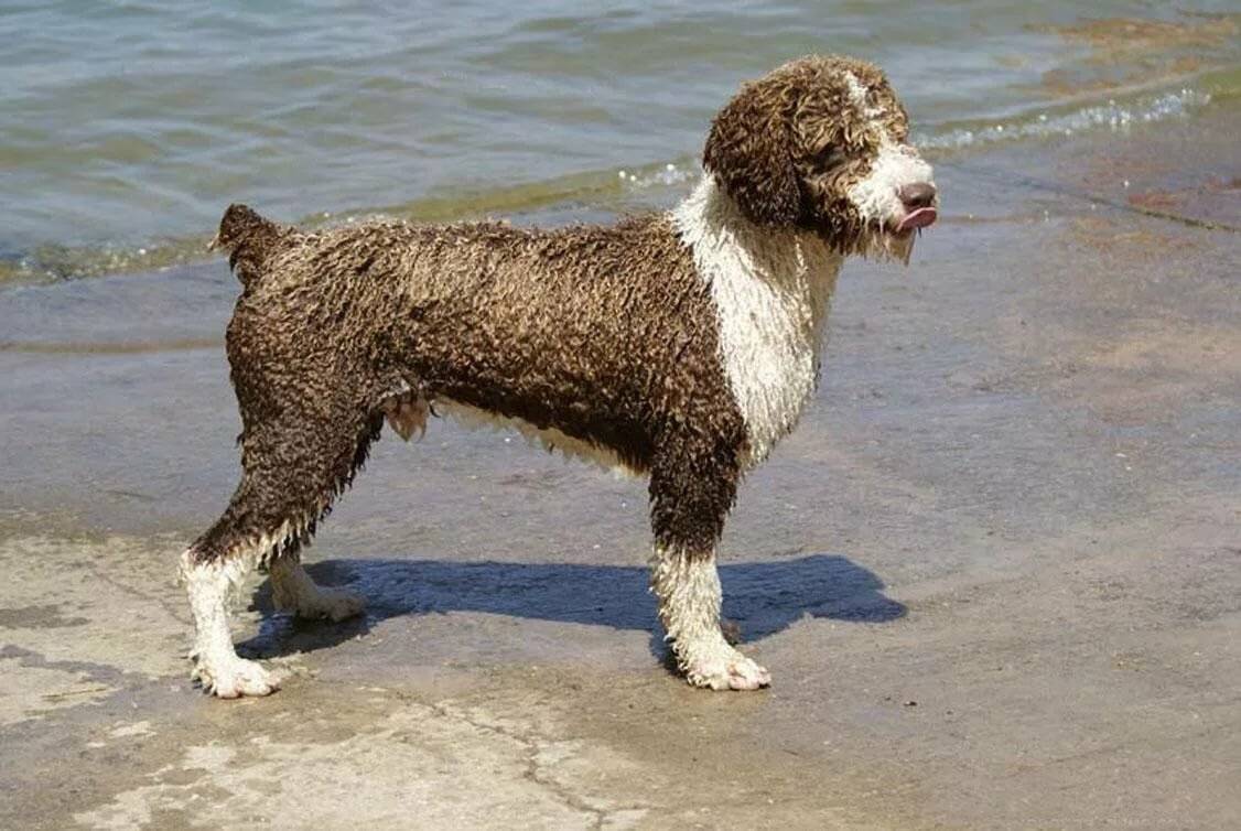 Португальская водяная собака (као де аква): фото, купить, видео, цена, содержание дома