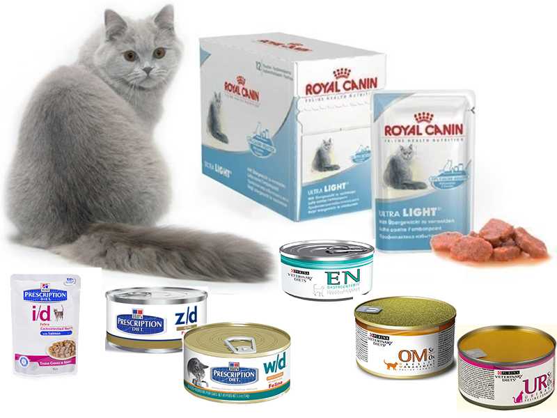 Лечебные ветеринарные корма для кошек: показания к применению, обзор лучших марок, отзывы ветеринаров и владельцев