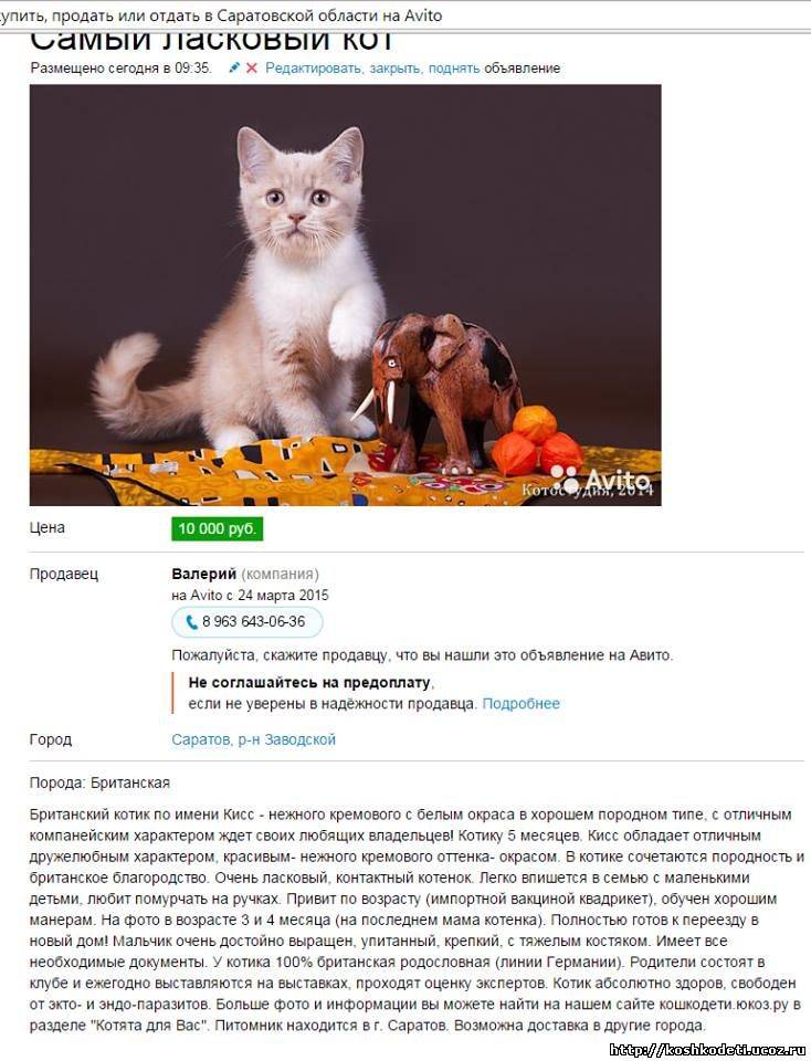 Как выбрать котенка для дома - на что нужно обратить внимание - kotiko.ru