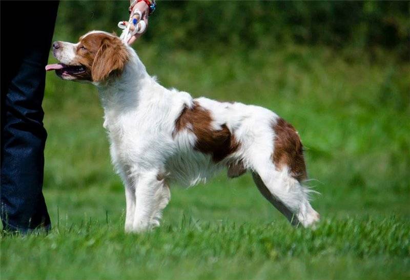 Описание породы «бретонский эспаньоль»: фото собак, принятый стандарт и особенности характера + где купить щенка?