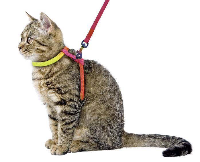 Как одеть ошейник или шлейку на кошку: все тонкости процесса