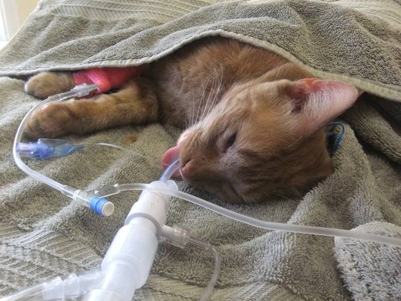 Кошка не пьет воду после стерилизации: причины отказа в первый день