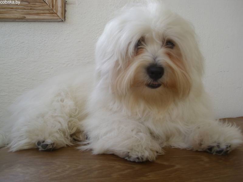 Котон де тулеар собака. описание, особенности, уход и цена породы
