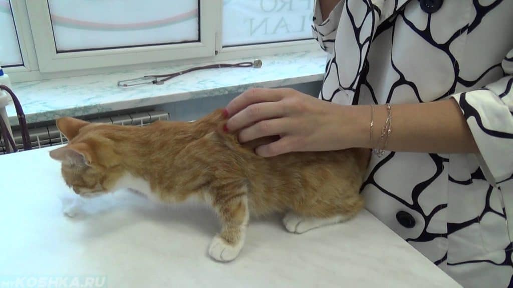 Поведение кошки во время течки: как проявляются симптомы кошачьей половой охоты